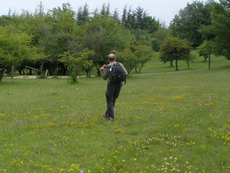 La chasse aux orchidées est ouverte dans la Drôme! Claudseul