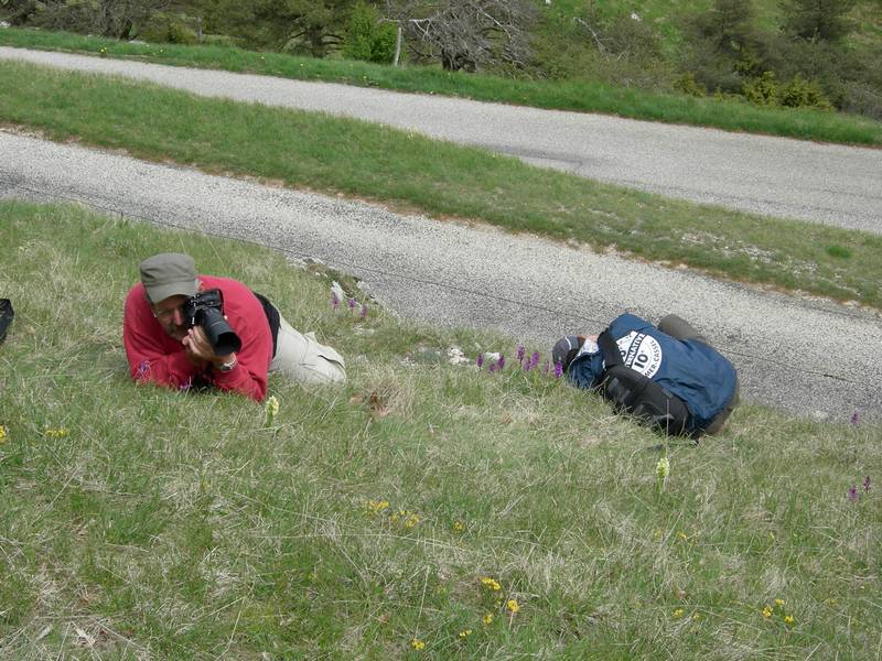 La chasse aux orchidées est ouverte dans la Drôme! Ericpallens