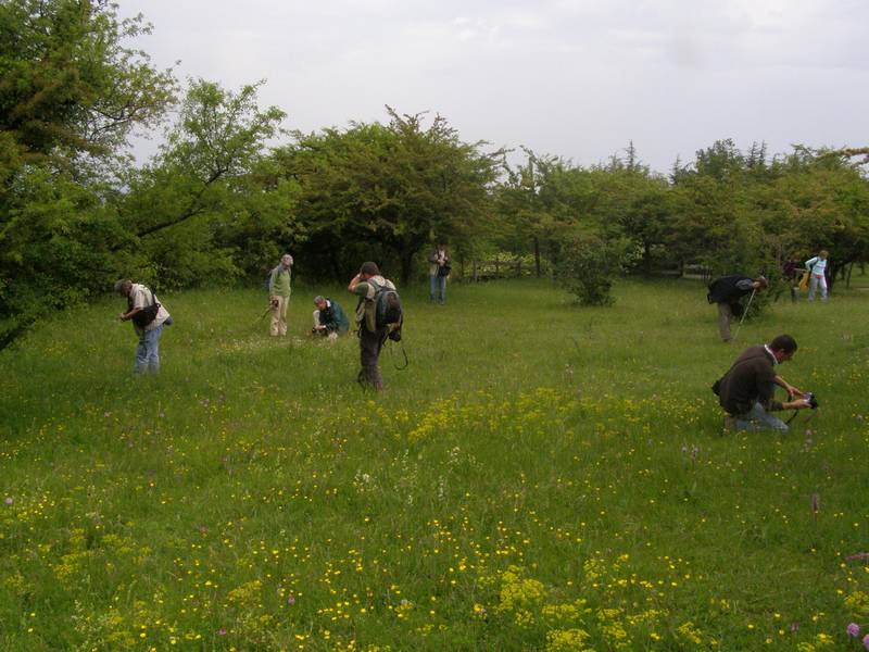 La chasse aux orchidées est ouverte dans la Drôme! Rech1