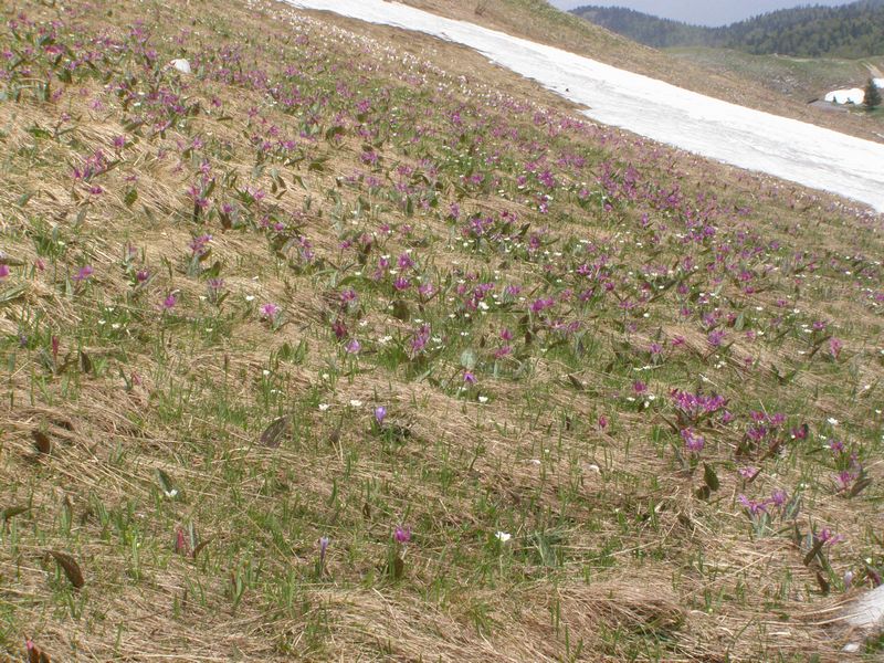 La chasse aux orchidées est ouverte dans la Drôme! Dent