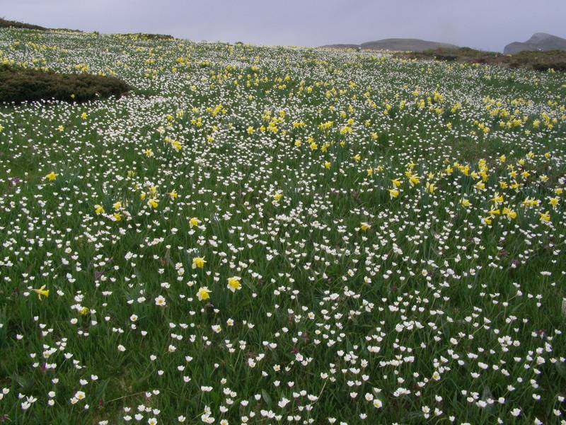 La chasse aux orchidées est ouverte dans la Drôme! Jonq
