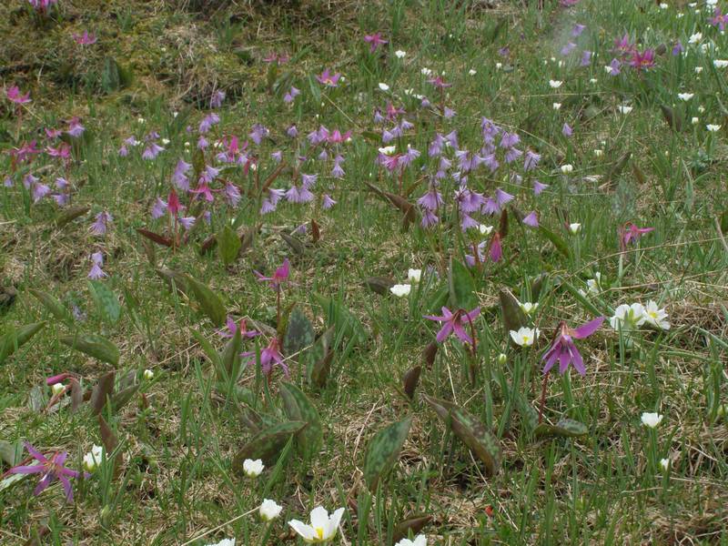 La chasse aux orchidées est ouverte dans la Drôme! Sold