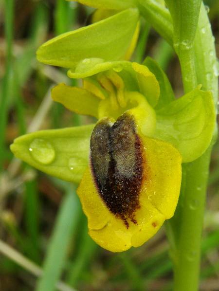 Ophrys lutea ( Ophrys jaune ) Lut