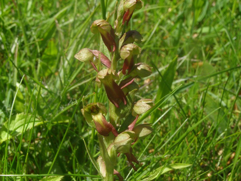 Dactylorhiza viridis( Orchis grenouille ) O%20grenouille%20bouvaret3